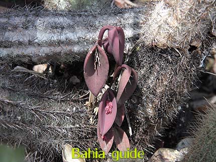 The typical local vegetation with it's micro-orchids Reisen mit Ivan Bahia Reiseleiter, um das Beste im Chapada Diamantina Nationalpark (Brasilianischer Grand Canyon) von Brasilien zu entdecken.