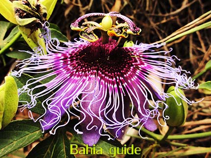 Maracuja (pasion fruit) has impressively beautiful flowers, discover them Reisen mit Ivan Bahia Reiseleiter, um das Beste im Chapada Diamantina Nationalpark (Brasilianischer Grand Canyon) von Brasilien zu entdecken.