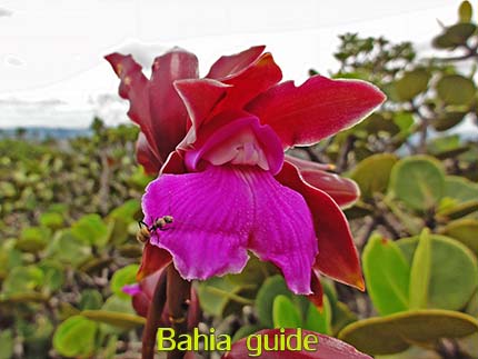 Wild orchids discovered during the walks & trekkings Reisen mit Ivan Bahia Reiseleiter, um das Beste im Chapada Diamantina Nationalpark (Brasilianischer Grand Canyon) von Brasilien zu entdecken.